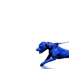 JasonMartin, Mike & Keys "A Hit Dog Gon Holla"