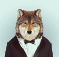 Wolf Wolficki
